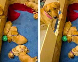 Mama Dog Gets Upset That Her Puppies Won’t Play Ball With Her
