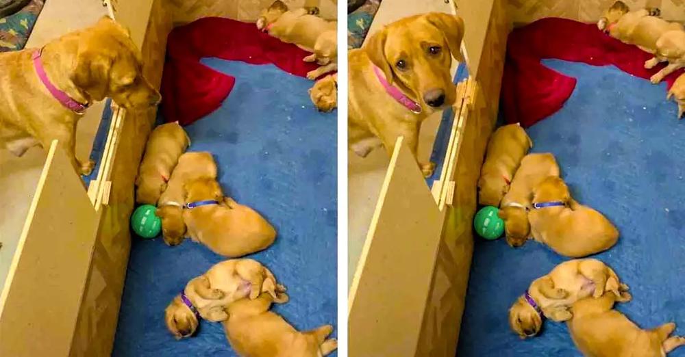 Mama Dog Gets Upset That Her Puppies Won’t Play Ball With Her
