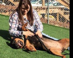 Stolen Rottweiler Joyfully Reunites With Her Family After 5 Years