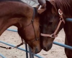 Horse Brothers Have Emotional Reunion After Years Apart