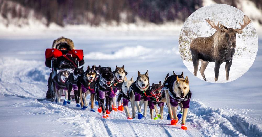 Iditarod musher shoots “angry” moose to protect his dogs after mid-race confrontation