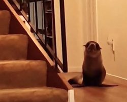 Seal Breaks Into New Zealand Home And Makes Himself Comfortable