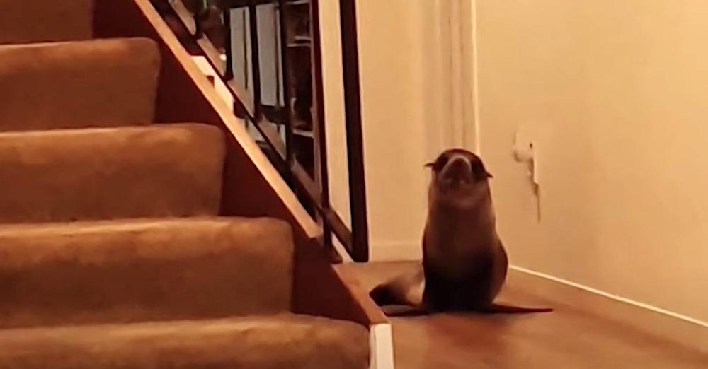 Seal Breaks Into New Zealand Home And Makes Himself Comfortable