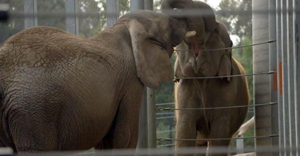 Elephant Who Had Not Seen Another Elephant In 37 Years Makes A New Friend