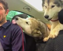 Husky Dogs Can’t Contain Excitement After Doggy Daycare