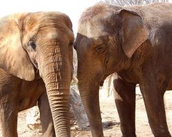Louisville Zoo will move last two remaining elephants to sanctuary next year: “The best decision for them”