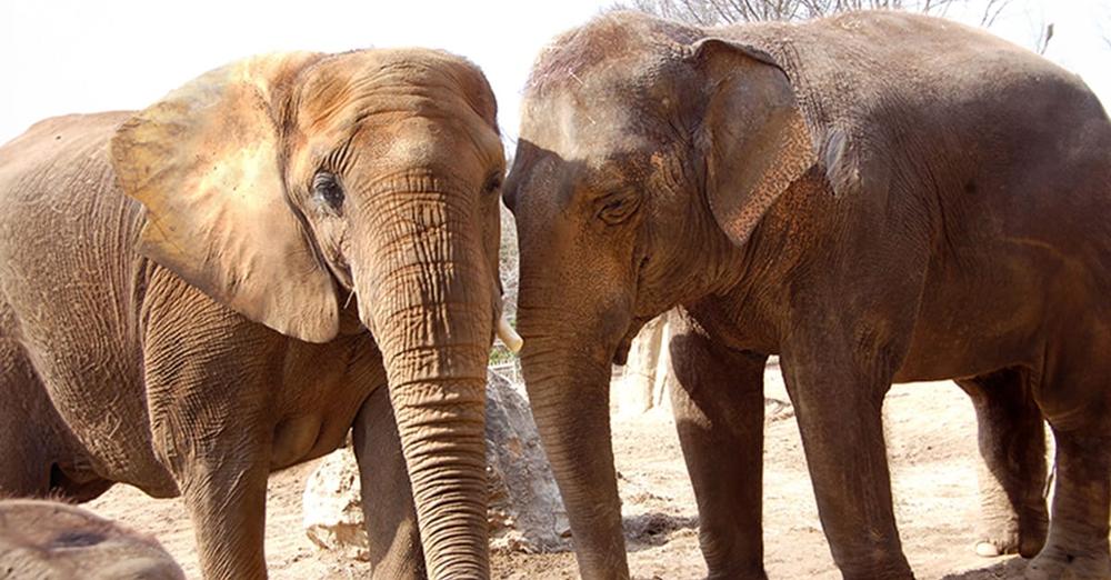 Louisville Zoo will move last two remaining elephants to sanctuary next year: “The best decision for them”