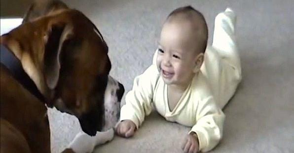 Gentle Boxer Greets Baby Sweetly