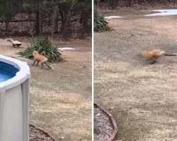 Fox And Skunk Square Off In The Backyard, Become Playful Best Friends