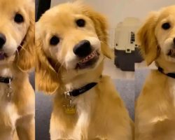 Sweet Puppy Adorably Shows Off His Baby Teeth