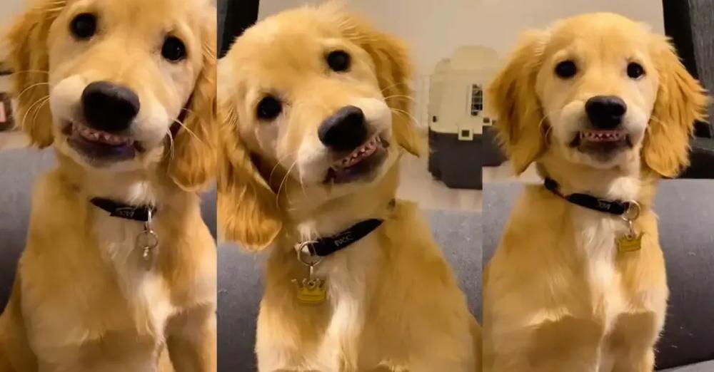 Sweet Puppy Adorably Shows Off His Baby Teeth