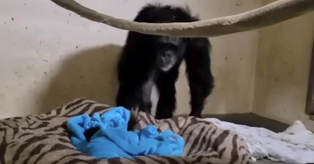 Chimpanzee Reacts to Seeing Her Baby For First Time After C-Section