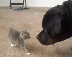 Two Rescued Kittens Meet A Big Rottweiler For The First Time