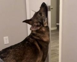 Service Dog Confused Over Why The Door Won’t Close For Funniest Reason