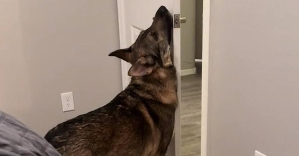 Service Dog Confused Over Why The Door Won’t Close For Funniest Reason