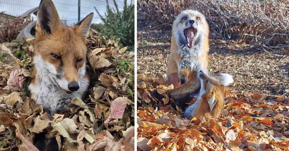 Rescued Foxes Have Fun In Autumn Leaves Children Gathered For Them