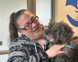 Dog, final gift from woman’s late father, went missing for months — miracle brings her home