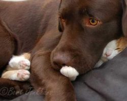 This Sweet Dog and Cat Share An Incredible Bond