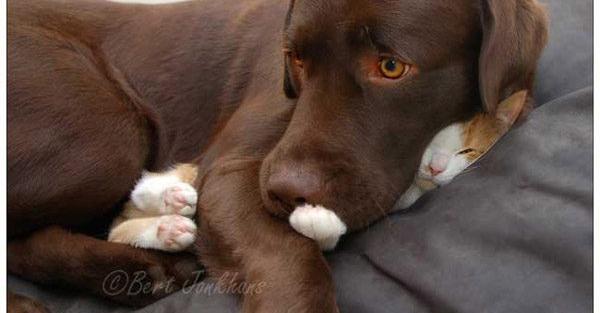 This Sweet Dog and Cat Share An Incredible Bond
