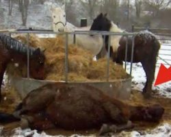 Man Finds An Abandoned Horse And Her Baby Dying In The Snow And Saves Their Lives