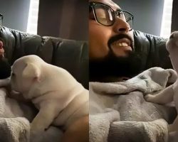 French Bulldog Puppy Practices Howling With Owner