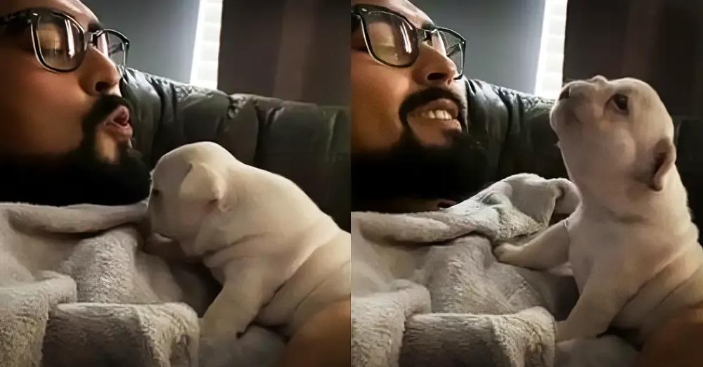 French Bulldog Puppy Practices Howling With Owner