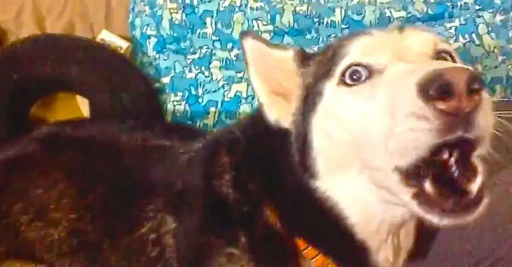 Husky Gives Mom The Silent Treatment, Until She Sings Her Favorite Song