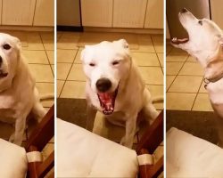 Hilarious Talking Dog Says Blah, Blah, Blah, Blah