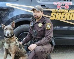 K9 police dog saves the day, tracks down missing 3-year-old boy just in time