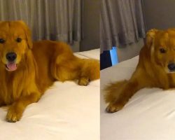 Dog is Allowed on a Bed for the First Time and Goes Nuts