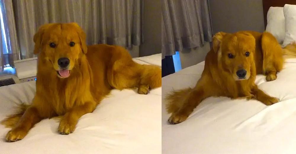 Dog is Allowed on a Bed for the First Time and Goes Nuts