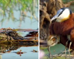 Dad Bird Tucks Chicks Under Each Wing To Safely Walk Them Past Crocodile