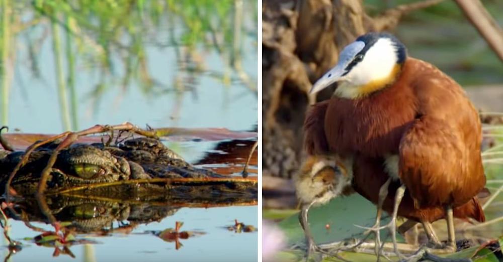 Dad Bird Tucks Chicks Under Each Wing To Safely Walk Them Past Crocodile