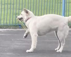Dog Playing Frisbee Finds Herself In A Predicament
