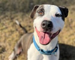 GrubHub driver delivers food to shelter — sees one long-waiting dog and knows it’s meant to be