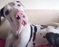 Great Dane Pouts Until Mom Remembers To Give Him A Morning Hug