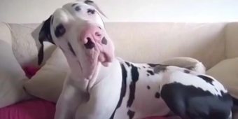 Great Dane Pouts Until Mom Remembers To Give Him A Morning Hug