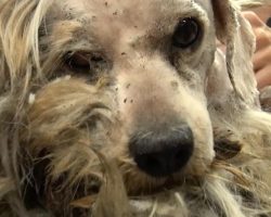 He’d Never Been Touched By A Human, But Watch When They Start To Shave Him