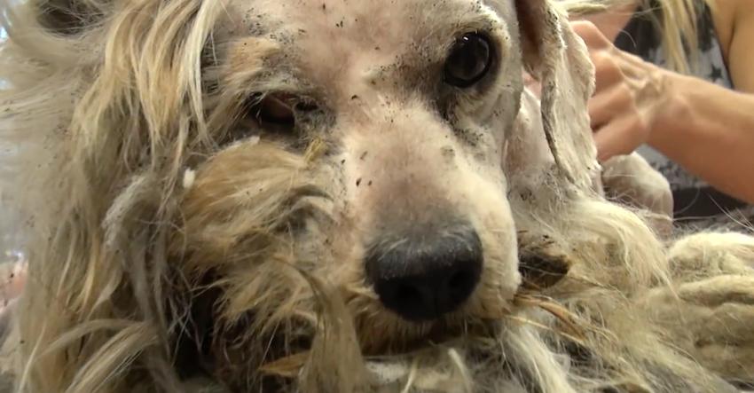 He’d Never Been Touched By A Human, But Watch When They Start To Shave Him