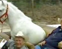 Man Fixes Up His Car So Horse Can Come Along For The Ride