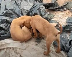 Tiny Pup Wanted His Brother To Play, Kept Nudging His Head Near Motionless Body