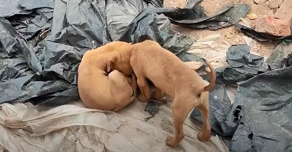 Tiny Pup Wanted His Brother To Play, Kept Nudging His Head Near Motionless Body