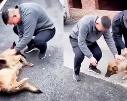 Former Police Dog ‘Cries’ After Reuniting With Handler She Hasn’t Seen For Years