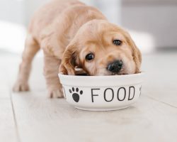 Best Dog Food For Cocker Spaniel