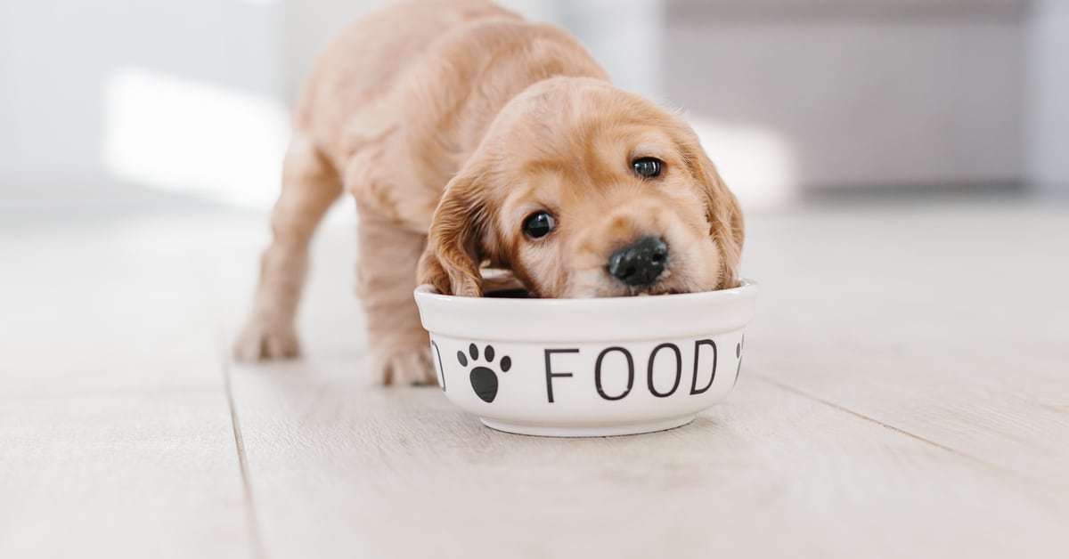 Best Dog Food For Cocker Spaniel