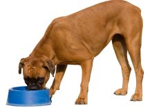 Best Dog Food for Boxers