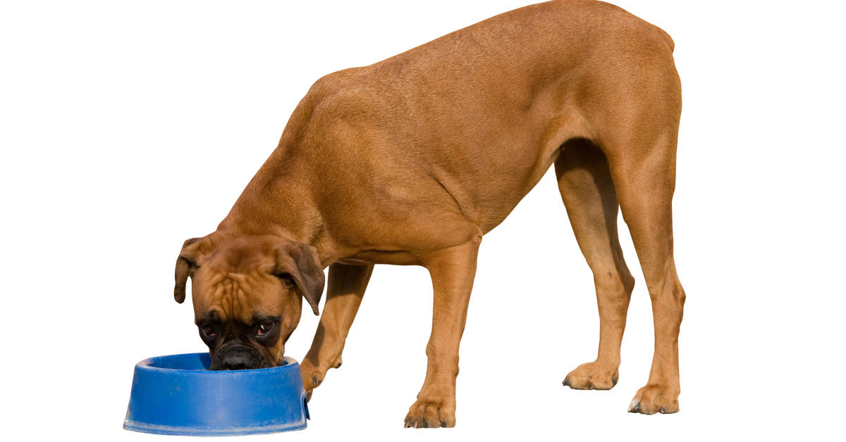 Best Dog Food for Boxers