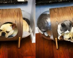 Funny Dog Climbs Into Cat’s House And Steals Her Bed
