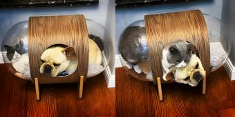 Funny Dog Climbs Into Cat’s House And Steals Her Bed