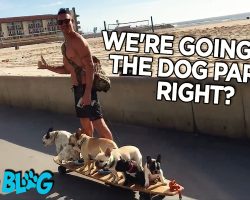 6 French Bulldogs Cruise on Motorized Longboard with Human